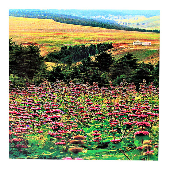 Картина HY50*70/60*60 Картина HY50*70/60*60